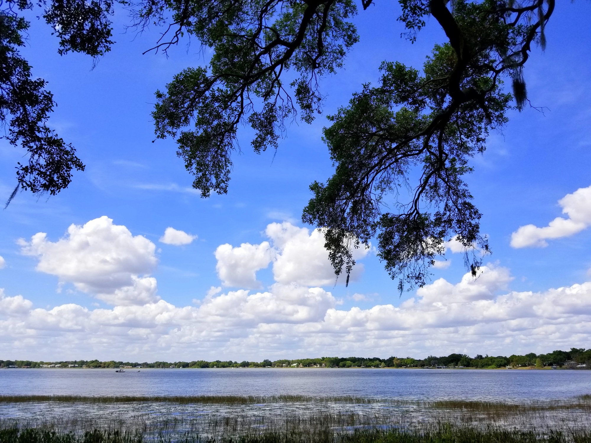 An oak tree with moss by the lake near Heritage Park, Winter 